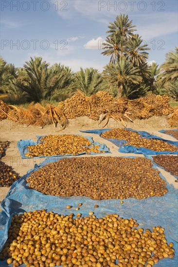 Harvested dates are sun-dried