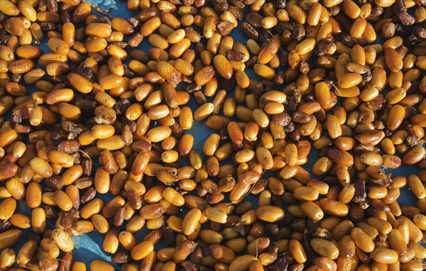 Harvested dates are sun-dried