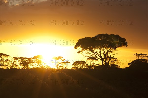 Sunset in the bush