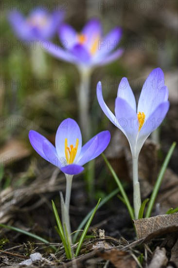 Woodland crocuses (Crocus tommasinianus)