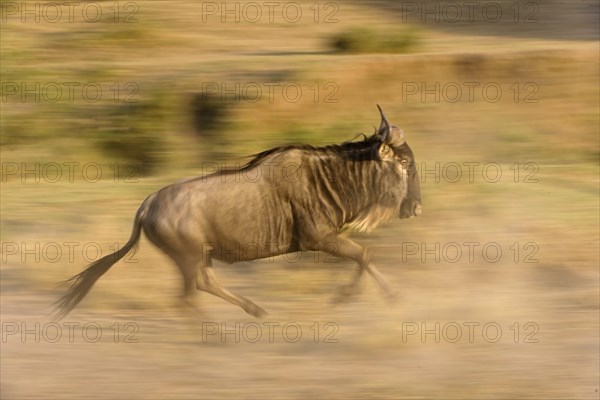 Running Blue Wildebeest (Connochaetes taurinus)