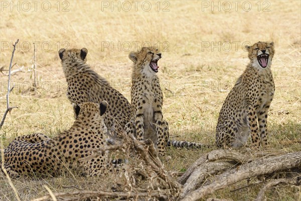 Young cheetahs (Acinonyx jubatus)