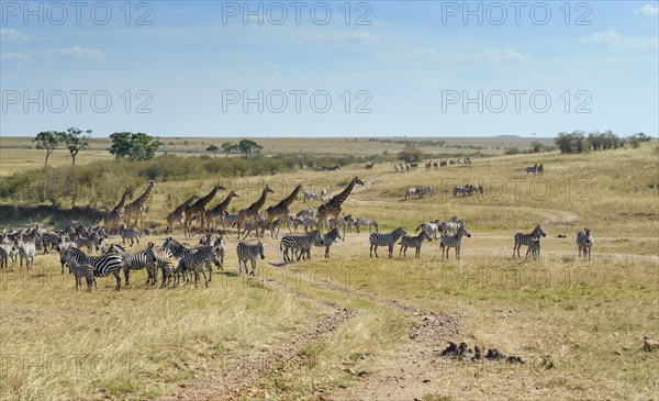 Zebras (Equus quagga) and giraffe (Giraffa camelopardalis) crossing a dried up river bed