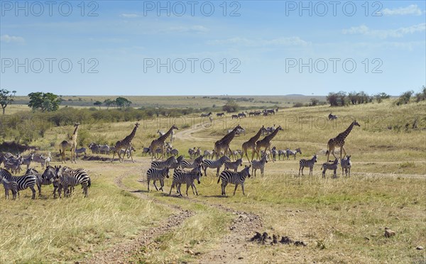 Zebras (Equus quagga) and giraffe (Giraffa camelopardalis) crossing a dried up river bed