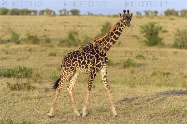 Masai giraffe (Giraffa camelopardalis)
