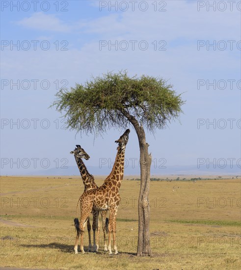 Masai giraffes (Giraffa camelopardalis)