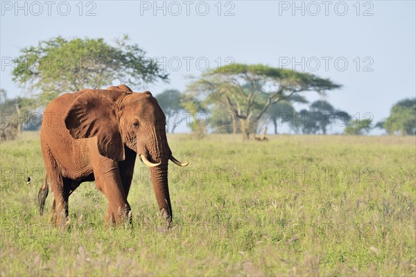 African Elephant bull (Loxodonta africana) in the morning light