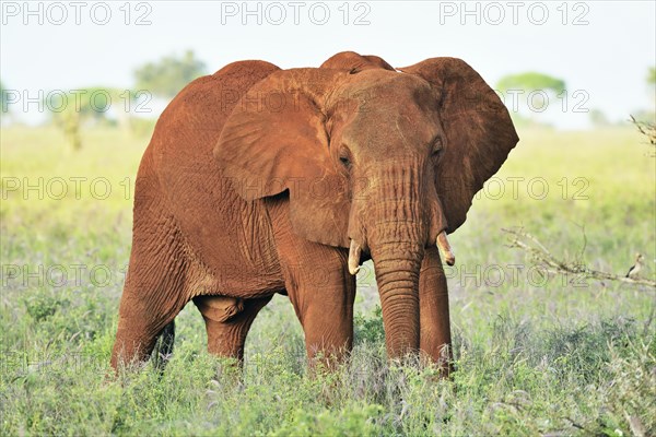 African Elephant bull (Loxodonta africana) in the morning light