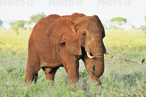 African Elephant bull (Loxodonta africana) in the morning light