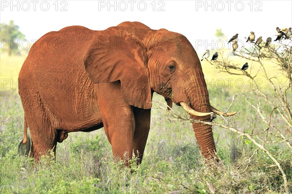 African Elephant bull (Loxodonta africana) in the morning light