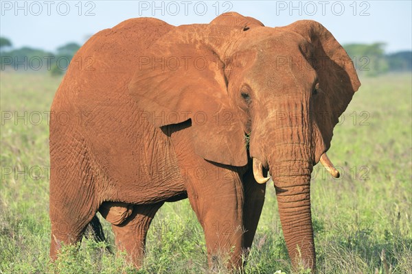 African Elephant bull (Loxodonta africana) in the morning light