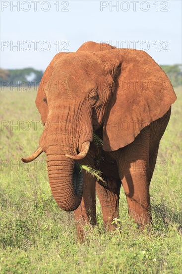 African Elephant bull (Loxodonta africana) in the morning light