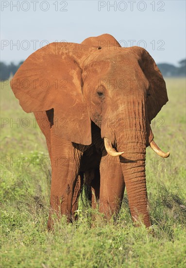 African Elephant bull (Loxodonta africana) in the morning light