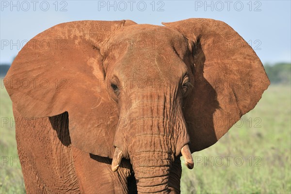 African Elephant bull (Loxodonta africana) in the morning light