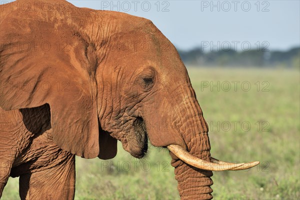 African Elephant bull (Loxodonta africana) in the morning light