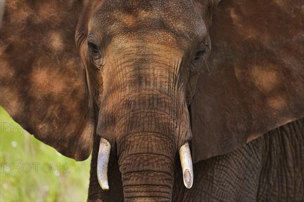 African Elephant (Loxodonta africana)