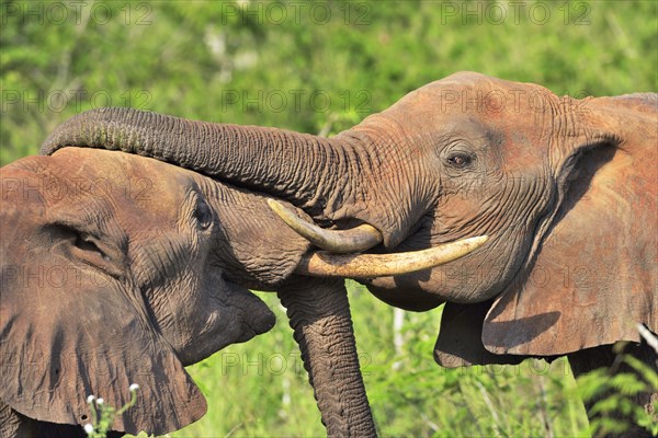 Fighting African Elephant bulls (Loxodonta africana)