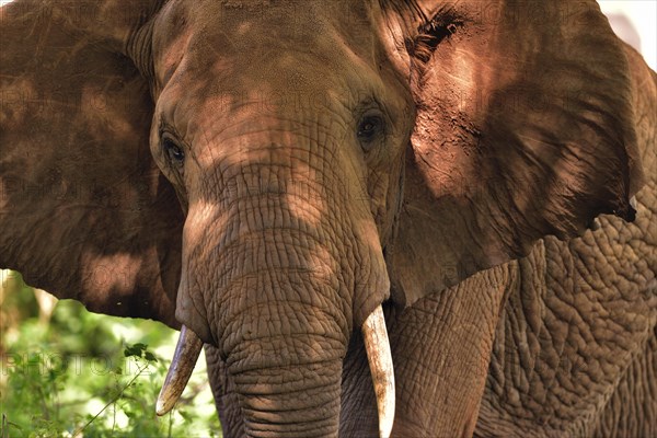 African Elephant (Loxodonta africana)