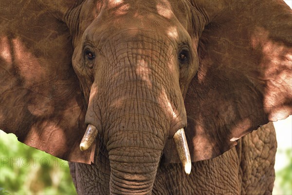 African Elephant (Loxodonta africana)