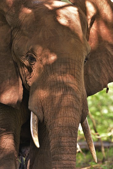 African Elephant (Loxodonta africana)