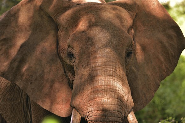 African Elephant (Loxodonta africana)