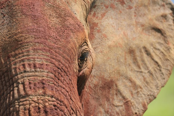 African Elephant (Loxodonta africana) in the morning light