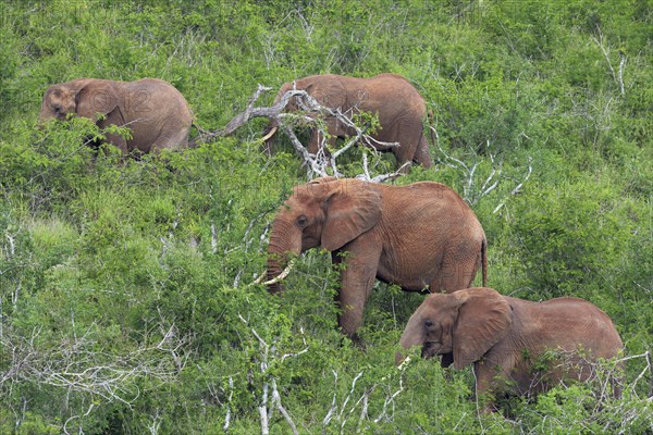 A group of African Elephants (Loxodonta africana) feeding on a hill