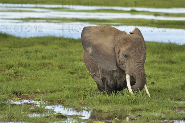 African bush elephant (Loxodonta africana)