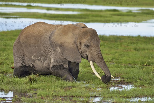 African bush elephant (Loxodonta africana)