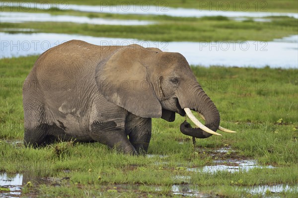 African bush elephant (Loxodonta africana)