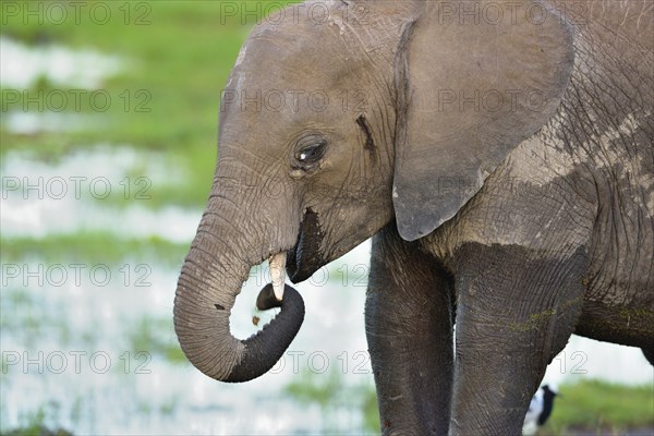 Young African bush elephant (Loxodonta africana)