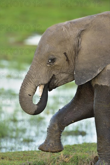 Young African bush elephant (Loxodonta africana)