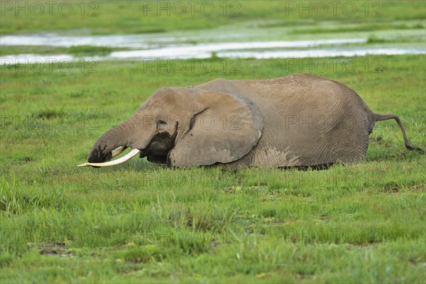 African bush elephant (Loxodonta africana)