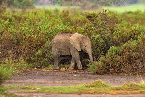 Young African bush elephant (Loxodonta africana)