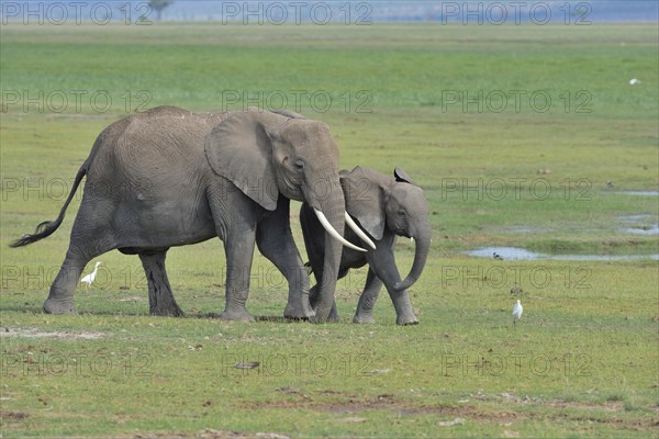 African bush elephant (Loxodonta africana)