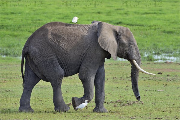 African bush elephant (Loxodonta africana)