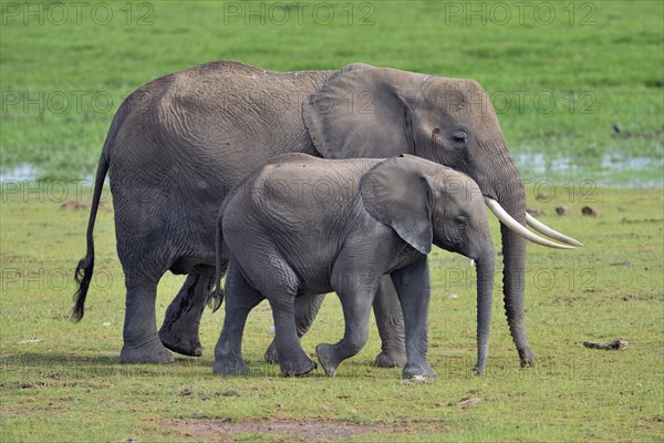 African bush elephant (Loxodonta africana)