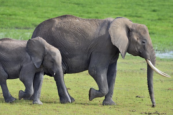 African bush elephant (Loxodonta africana)