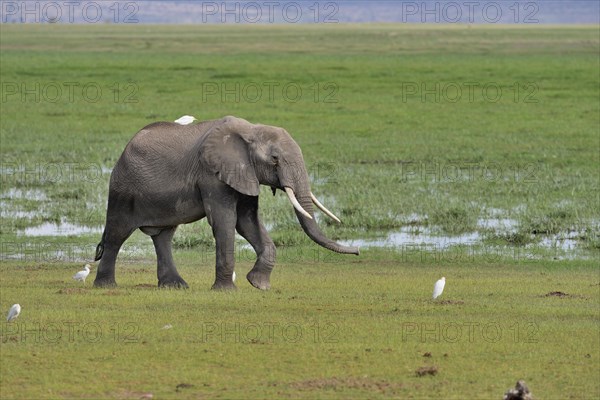 African bush elephant (Loxodonta africana)