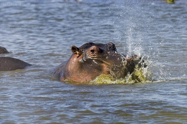 Hippo (Hippopotamus amphibious)