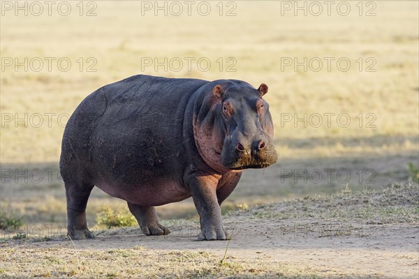 Hippo (Hippopotamus amphibious)