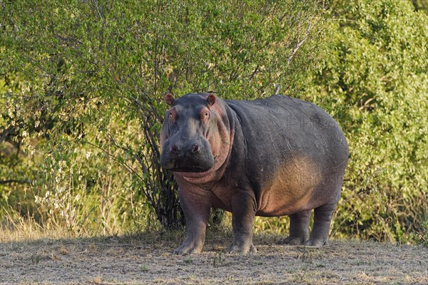 Hippo (Hippopotamus amphibious)