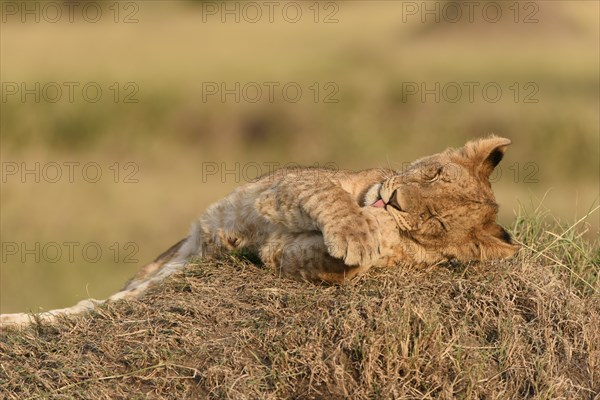 Lion cub (Panthera leo) in the evening light on a termite mound