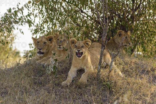 Lion (Panthera leo) cubs lying in the bushes