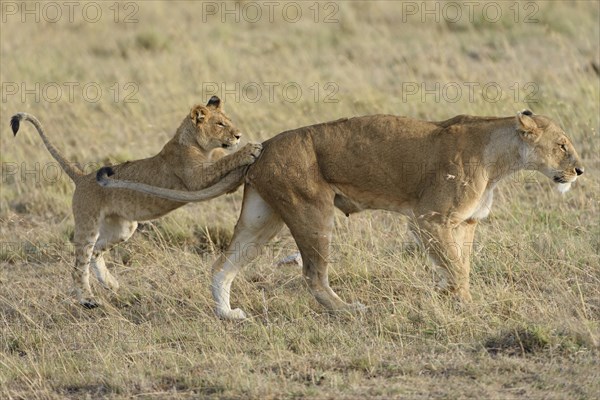 Lion (Panthera leo) cub playing with its mother