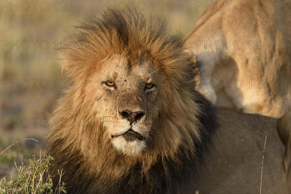 Male lion (Panthera leo) with a dark mane in the morning light