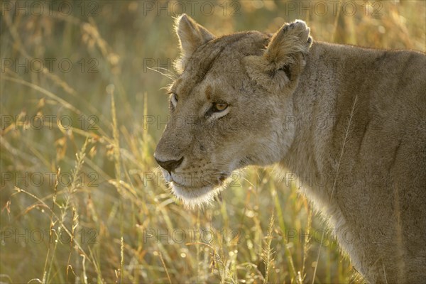 Lioness (Panthera leo)