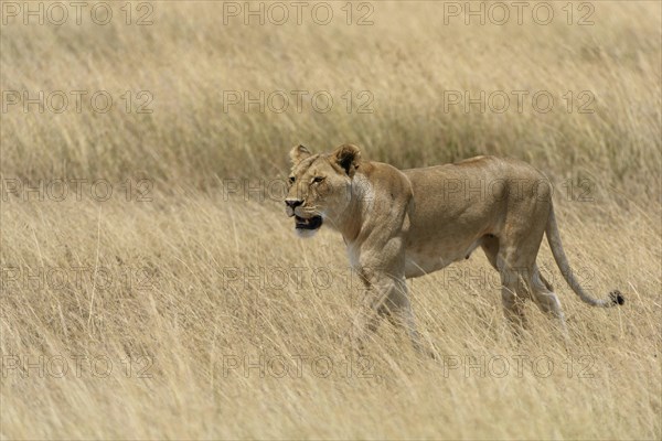 Lioness (Panthera leo) roaming through the tall grass