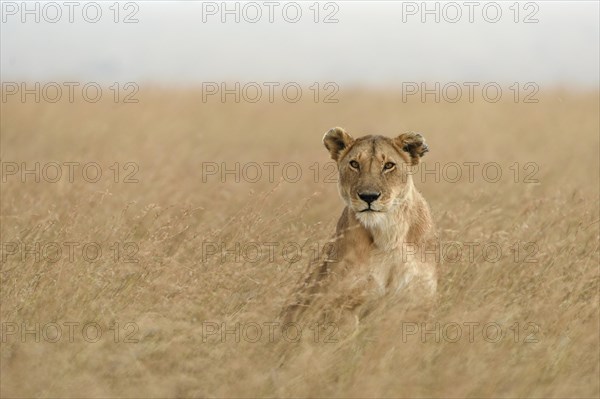 Lioness (Panthera leo) sitting in tall grass