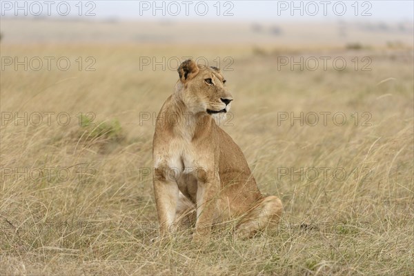 Lioness (Panthera leo) sitting in the grass